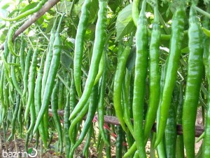 بذر فلفل پابلند سبز