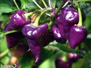 بذر فلفل قلبی بنفش