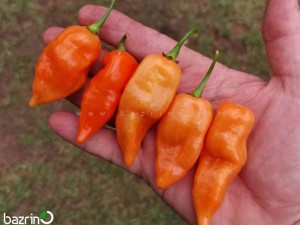 بذر فلفل تند هابانرو