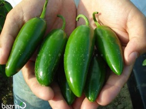 بذر فلفل تند فرنگی