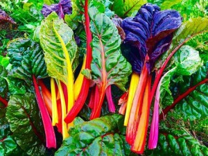 بذر سوئیس چارد میکس