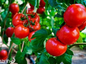 بذر گوجه فرنگی مینیاتوری