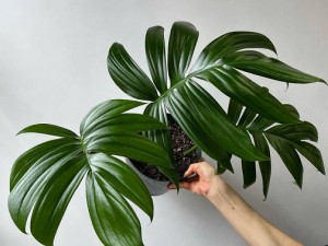 بذر گیاه برگ انجیری کنتیایی