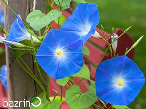 بذر گل نیلوفر رونده آبی