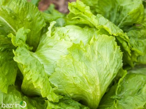 بذر کاهو پیچ سبز F1