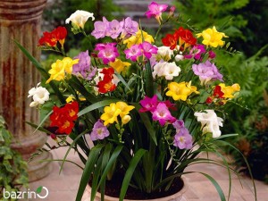 پیاز گل فریزیا معطر میکس