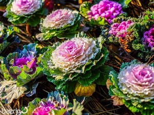 بذر کلم زینتی الوان