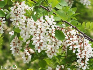 بذر درخت اقاقیا