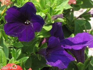 بذر گل اطلسی بنفش