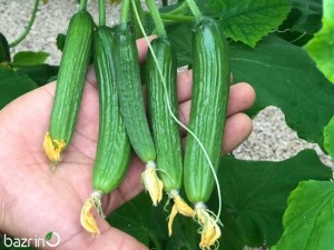 بذر خیار سبز بوته ای تاینی F1(ویژه خیار شور)