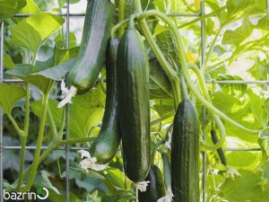 بذر خیار سبز گلخانه ای ناگین F1