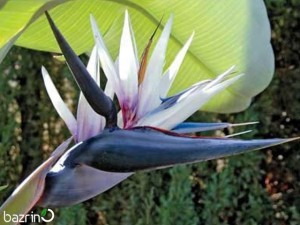 بذر گل پرنده بهشتی سفید