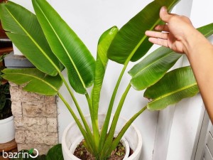 بذر نخل مسافر