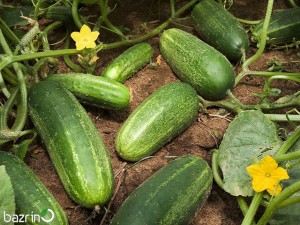 بذر خیار سبز بوته ای اصفهانی