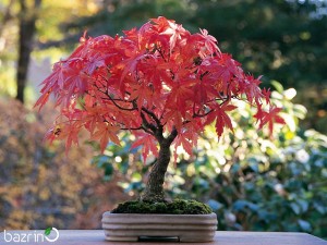 بذر افرا پالماتوم اتراب