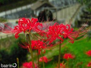 بذر گل چلچراغ(عنکبوتی) قرمز