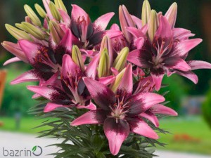 پیاز گل لیلیوم هلندی (۴ عددی) La/Gl