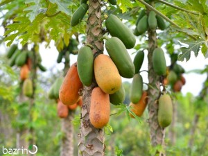 بذر پاپایا پشن رد استاندارد