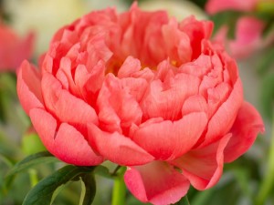 پیاز گل صدتومنی (پیونی) نارنجی هلندی