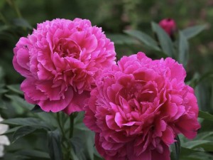 پیاز گل صدتومنی (پیونی) سرخ آبی هلندی