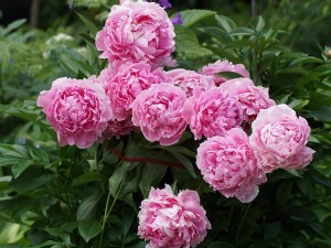 پیاز گل صدتومنی (پیونی) صورتی هلندی