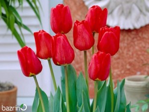 پیاز گل لاله قرمز هلندی