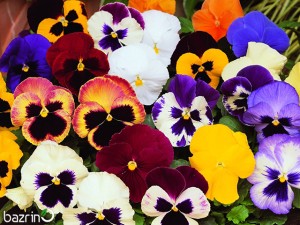 بذر گل بنفشه گل درشت الوان