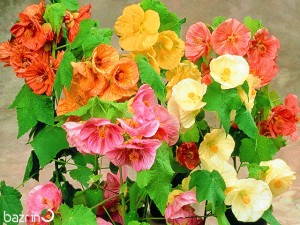 بذر گل ختمی (لاواترا) الوان