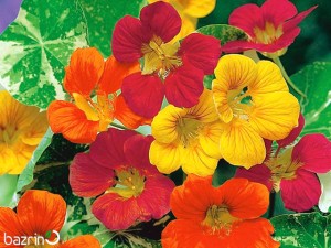 بذر گل لادن الوان