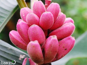 بذر موز صورتی