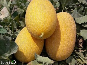 بذر خربزه احمدی(آناناسی) F1