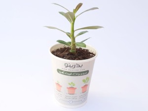 پک آماده کاشت آدنیوم صورتی