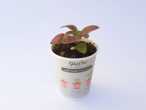 پک آماده کاشت گل سنگ