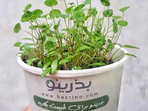 پک آماده کاشت چمن دایکوندرا