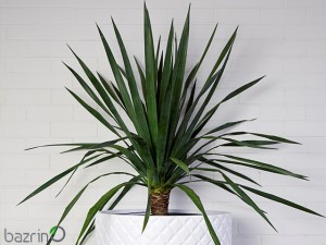 بذر درخت خون اژدها