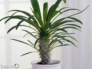 بذر نخل ماداگاسکار