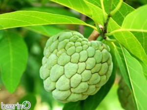 بذر شوگر اپل فروت