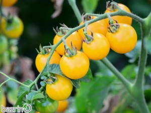 بذر گوجه گیلاسی  زرد