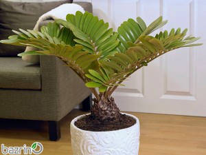 بذر سیکاس زامیا