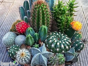 بذر کاکتوس میکس