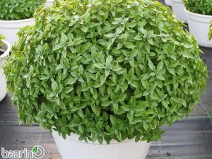 بذر ریحان یونانی  گلدانی