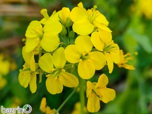 بذر خردل زرد