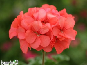بذر گل شمعدانی گلبهی F1