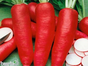 بذر ترب قرمز کشیده