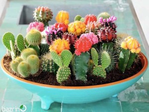 کود کامل کاکتوس(یک کیلوگرمی)