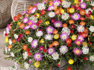 بذر گل ناز فرانسوی الوان همزادن هلند(پاکت اورجینال)