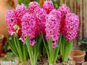 پیاز گل سنبل صورتی هلندی