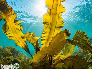 کود جلبک دریایی(پلاس)