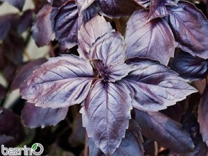 بذر ریحان ایتالیایی بنفش