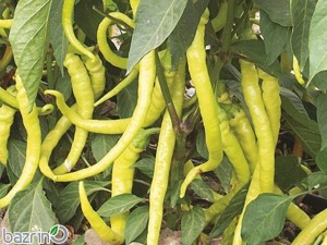 بذر فلفل سوزنی زرد شیرین